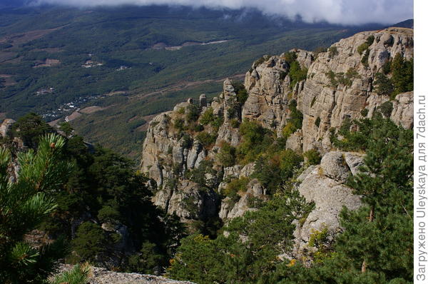 Всегда поражаюсь силой жизни сосны крымской