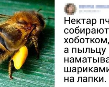 10+ полезных фактов о пчелах и меде, которыми поделилась жена пасечника